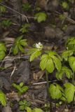 Goldenseal, Hydrastis canadensis