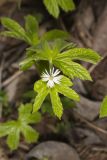Goldenseal, Hydrastis canadensis