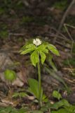 Goldenseal, Hydrastis canadensis
