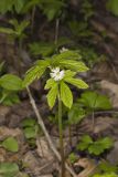 Goldenseal, Hydrastis canadensis