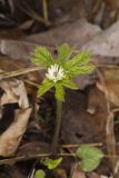 Goldenseal, Hydrastis canadensis