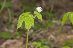 Goldenseal, Hydrastis canadensis