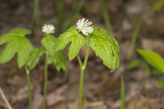 Goldenseal, Hydrastis canadensis
