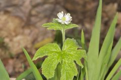 Goldenseal, Hydrastis canadensis