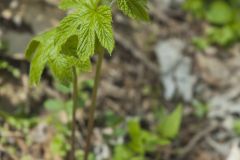 Goldenseal, Hydrastis canadensis