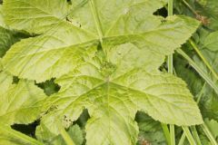 Goldenseal, Hydrastis canadensis