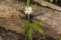 Goldenseal, Hydrastis canadensis