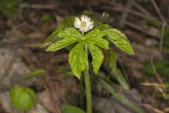 Goldenseal, Hydrastis canadensis