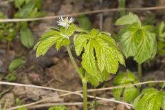 Goldenseal, Hydrastis canadensis