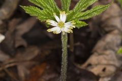 Goldenseal, Hydrastis canadensis