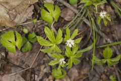 Goldenseal, Hydrastis canadensis