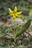 Goldenstar, Erythronium Rostratum