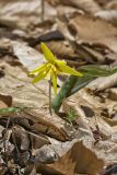 Goldenstar, Erythronium Rostratum