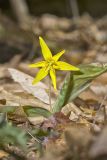 Goldenstar, Erythronium Rostratum