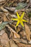 Goldenstar, Erythronium Rostratum