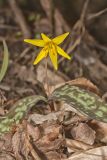Goldenstar, Erythronium Rostratum