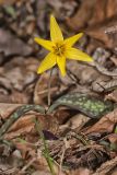 Goldenstar, Erythronium Rostratum