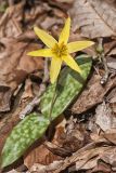 Goldenstar, Erythronium Rostratum
