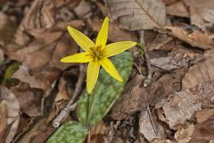 Liliaceae-Lily Family