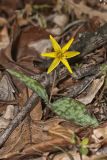 Goldenstar, Erythronium Rostratum