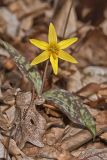 Goldenstar, Erythronium Rostratum
