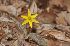 Goldenstar