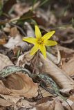 Goldenstar, Erythronium Rostratum