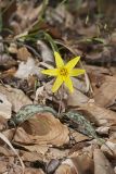 Goldenstar, Erythronium Rostratum