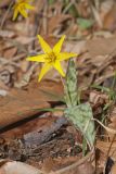 Goldenstar, Erythronium Rostratum