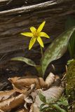 Goldenstar, Erythronium Rostratum