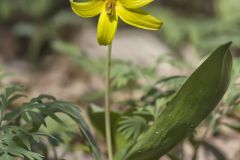 Goldenstar, Erythronium Rostratum Goldenstar, Erythronium Rostratum