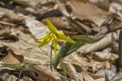 Goldenstar, Erythronium Rostratum