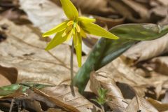 Goldenstar, Erythronium Rostratum Goldenstar, Erythronium Rostratum