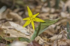 Goldenstar, Erythronium Rostratum