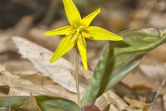 Goldenstar, Erythronium Rostratum Goldenstar, Erythronium Rostratum