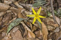 Goldenstar, Erythronium Rostratum Goldenstar, Erythronium Rostratum