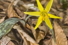 Goldenstar, Erythronium Rostratum Goldenstar, Erythronium Rostratum