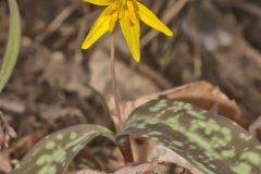 Goldenstar, Erythronium Rostratum