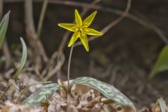 Goldenstar, Erythronium Rostratum Goldenstar, Erythronium Rostratum