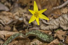 Goldenstar, Erythronium Rostratum Goldenstar, Erythronium Rostratum