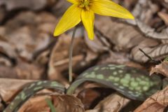 Goldenstar, Erythronium Rostratum Goldenstar, Erythronium Rostratum