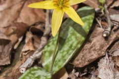 Goldenstar, Erythronium Rostratum Goldenstar, Erythronium Rostratum