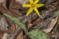 Goldenstar, Erythronium Rostratum Goldenstar, Erythronium Rostratum