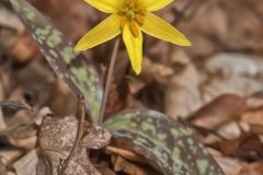 Goldenstar, Erythronium Rostratum