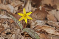 Goldenstar, Erythronium Rostratum