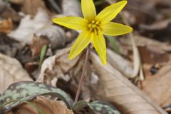 Goldenstar, Erythronium Rostratum