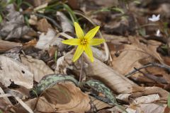 Goldenstar, Erythronium Rostratum Goldenstar, Erythronium Rostratum