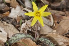 Goldenstar, Erythronium Rostratum Goldenstar, Erythronium Rostratum