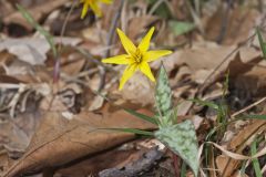 Goldenstar, Erythronium Rostratum Goldenstar, Erythronium Rostratum