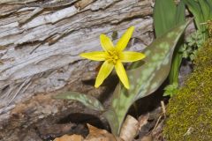 Goldenstar, Erythronium Rostratum Goldenstar, Erythronium Rostratum